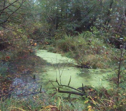 Wetlands near Snohomish river
Green algae and fall colors.