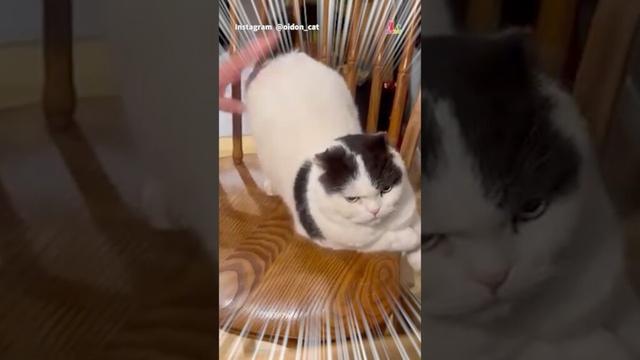 盗撮に激おこ猫！！