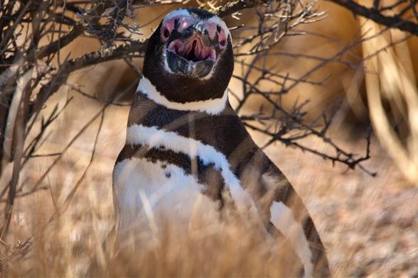 Zoom at the Penguin’s face