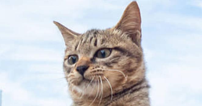 海辺で遊ぶ子猫→魚眼レンズで撮ったら…… 「最高すぎる！www」140万表示の“驚きの出来”に「これが無料で見られて良いんですか……？」（ねとらぼ） - Yahoo!ニュース