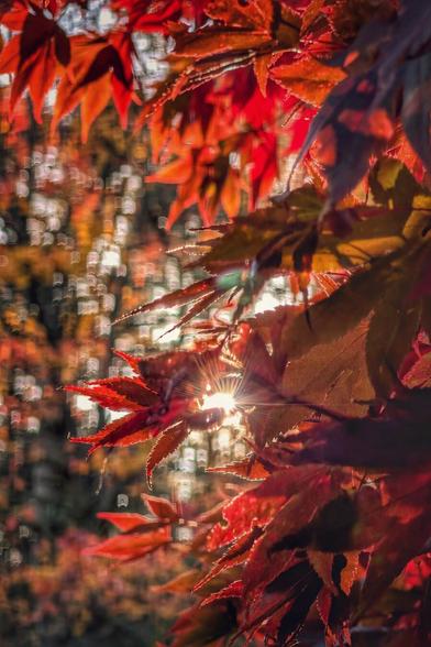 A close-up, high-contrast image of vibrant red and orange Japanese maple leaves, backlit by the setting sun. A strong sunburst lens flare shines through a gap in the leaves in the centre-left of the frame. The background is a soft, warm, out-of-focus blur of yellow and orange bokeh highlights, adding depth and warmth. The overall mood is autumnal and ethereal.