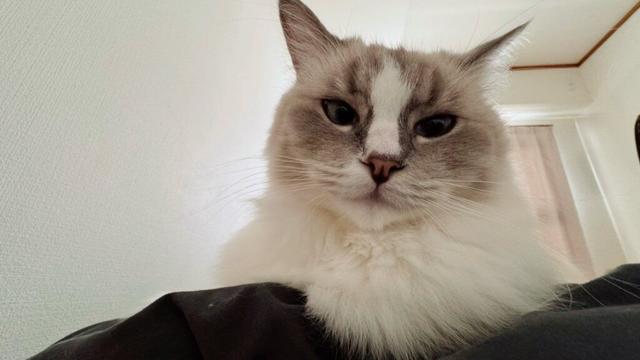 猫さんの体「どうなってる？」見えてるのは手？足？「トリックアートすぎる」と話題に - まいどなニュース