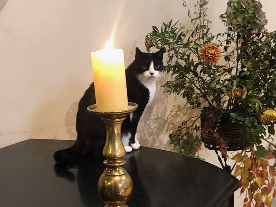 Black and white cat sitting behind a lit candle