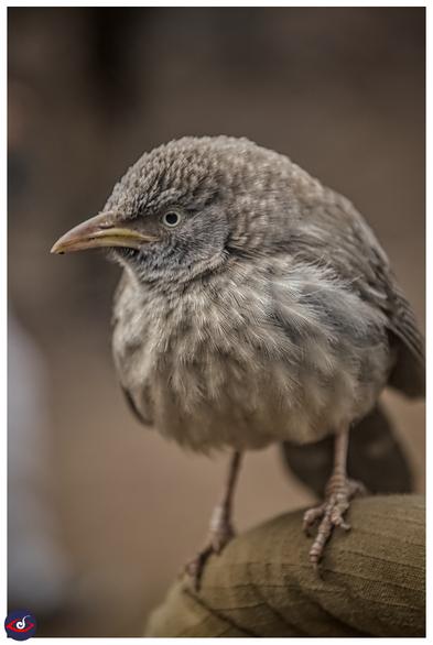 a photograph of jungle babbler, it's a small round bird with mostly brown shades of feather, a yellow eye and black iris. the beak is also ranging from yellow to shades of brown.

this one was perched on the jeep bar (covered with cloth) - and waiting for us to give it some fried carbs, similar to how others were doing in their vehicle. 

this was photographed in ranthambore