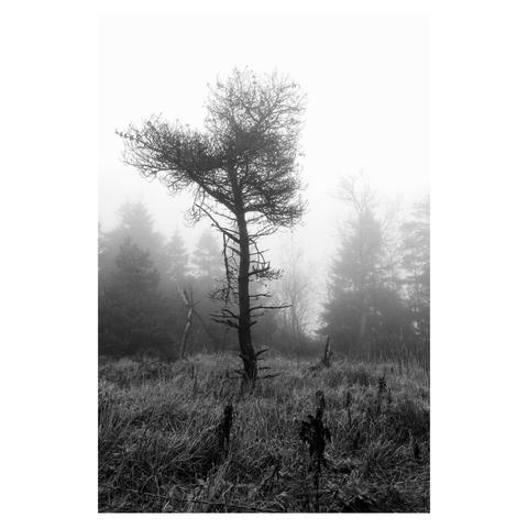 This is a portrait format black and white image of a lone tree in mist. A treeline is visible to the distance. The forge is scrub.