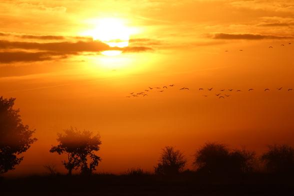 Small trees shrouded by fog, dark against an orange sky. In the sky Common crane are heading towards the feeding places - while the sun is rising.