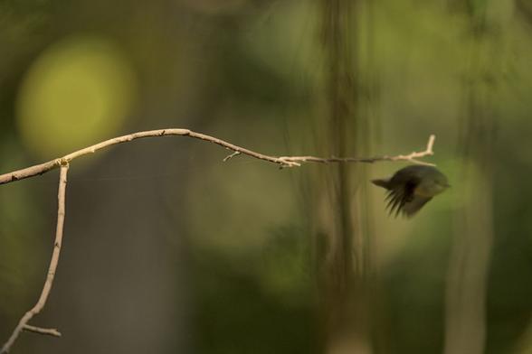 a red breasted flycatcher photographed a fraction of second after it hopped off the branch.