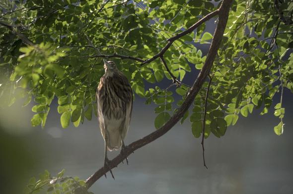 a slightly out of focus picture of an Indian Pond heron, perched on a branch. the leaves behind it is in focus.
