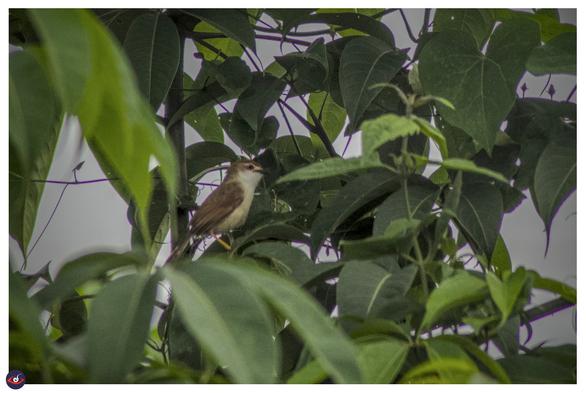 a small bird with red eye black beak, brown cap, nape and wings. the chest is white. it has yellow legs. there are green leaves around