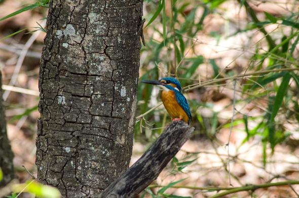 I was very excited about this photo I clicked, the camera decided to focus on the bark instead of the kingfisher Y___Y 

a small bird with blue cap and wings, an orange brown mask and chest, and a white throat with black beak and black eyes and tiny pink feeties, perched on a branch, and slightly out of focus, and the bark on the tree next to it in focus.
there are green leaves in the background.