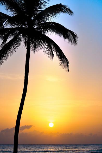 A silhouette of a palm tree in front of a colorful sunset over the ocean, featuring warm shades of orange and yellow with hints of blue in the sky.