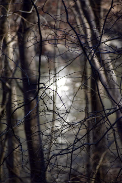 Sunlight reflecting off lake water shines in the center of the image framed and partially obscured by bare tree trunks and branches. White, gray, and black shades dominate the image.