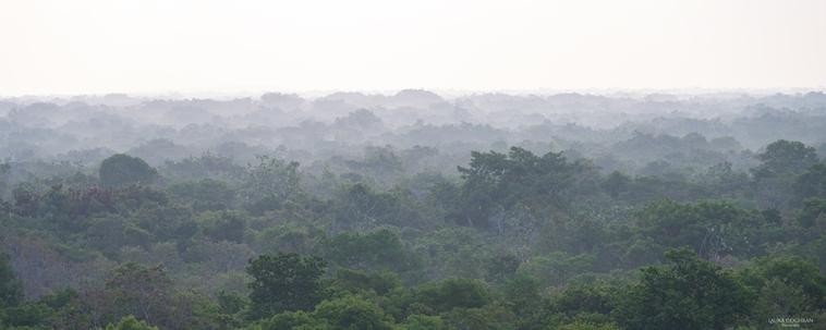 A must over the jungle in the early morning.