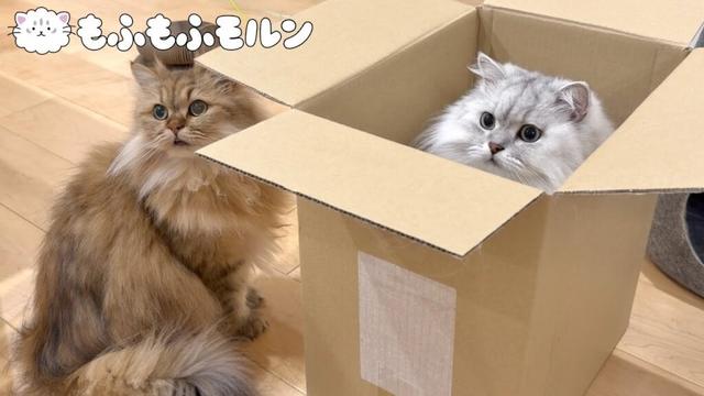 箱をめぐる猫たちの戦い 【サイベリアン】