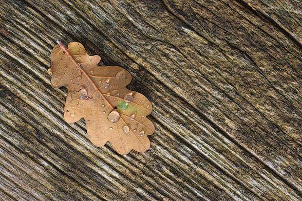 Oak leaf