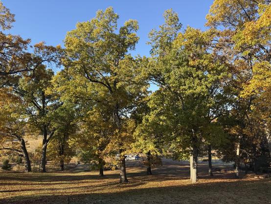 The view off our deck, down our big hill, to our fenced in area below. Green and orange dappled oaks fill the scene, with leaves carpeting the hill. The sky is a bright blue above, with nothing but sunshine to be seen.