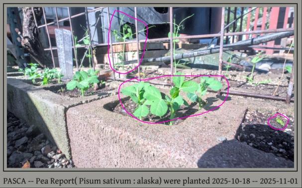 close up of a pea sprout about 2 weeks old, in the background is a few more about 3 weeks old and in the forground is one just breaking ground.