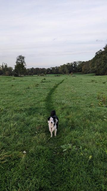 black&amp;white australian sheperd looking at me in the middle of a green large meadows #DogsOfMastodon