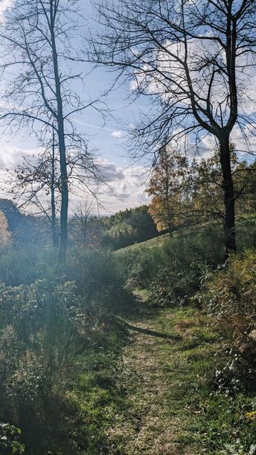 an upside down path with trees in autumn and blue sky