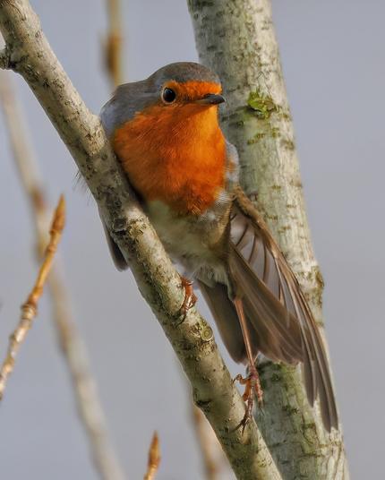 Rotkehlchen sitzt auf einem Zweig und streckt sich, das linke Bein und der linke Flügel zur Seite.