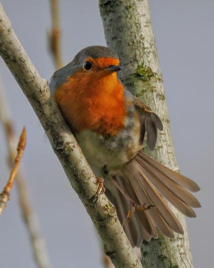 Rotkehlchen sitzt auf einem Zweig und streckt sich, das linke Bein und die Schwanzfedern zur Seite.