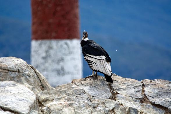Condor sitting on the rocks