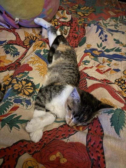 A four month old caliby kitten, meaning she is a tabby calico with a white undercarriage, is nestled between my stretched out legs that are under the bed clothes. The top blanket is a colorful tapestry with a yellowish pink background and crude foliage done in reds and greens and blues and yellows. The kitten is partially stretched out with her back right leg stretching way out across my ankle ankles and touching a pastel round plushy at the end of the bed. Her front paws are just starting to stretch out, and her eyes are closed as her head lays on my right thigh.