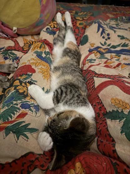 A four month old caliby kitten, meaning she is a tabby calico with a white undercarriage, is nestled between my stretched out legs that are under the bed clothes. The top blanket is a colorful tapestry with a yellowish pink background and crude foliage done in reds and greens and blues and yellows. 

The kitten is starting to stretch out  out with both her back legs stretching way out past my feet now. She's laying on her left side and has her left front paw curled over her forehead.