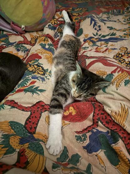 A four month old caliby kitten, meaning she is a tabby calico with a white undercarriage, is nestled between my stretched out legs that are under the bed clothes. The top blanket is a colorful tapestry with a yellowish pink background and crude foliage done in reds and greens and blues and yellows. 

She is totally stretched out now, still on her left side, with both legs and tail stretched out way past my feet, and now her right front paw stretched up above her head toward my belly as far as it can go.