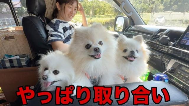 特等席を取り合う3姉妹ポメラニアンはこうなります
