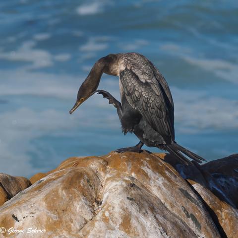 Double crested cormorant, standing on a tan-colored rock, with the foamy blue ocean in the background. The rocks are streaked with white, and the background ocean is out of focus. The bird is facing to the left. It has bent its long neck down so it can reach up with its left foot to scratch the side of its head.
