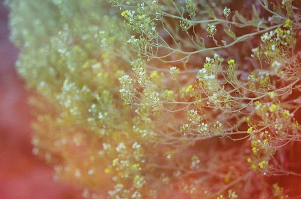 L'image représente une composition macro de petites fleurs et de feuillage, dominée par des teintes de vert pâle, de jaune et une palette de couleurs chaudes allant de l'orange au rouge en arrière-plan. La profondeur de champ est faible, ce qui rend l'arrière-plan flou, créant un effet doux et vaporeux. La texture granuleuse de l'image suggère un rendu photographique argentique.