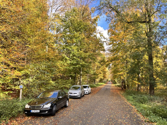 Road lined with trees carrying colourful leaves