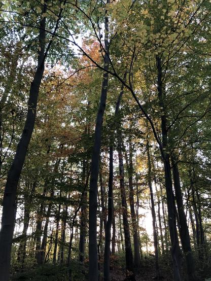 Bäume im Gegenlicht. Sonnenlicht trifft auf manche Stellen und erzeugt orange Farbe.
