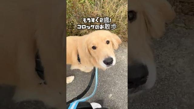 ｵﾁﾊﾞｵﾁﾊﾞ≡└(┐卍^o^)卍 #大型犬 #ゴールデンレトリバー