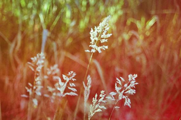 L'image présente un champ de graminées aux teintes rouges et oranges dominantes, avec des éclats de vert au second plan, principalement en haut de l'image. Au centre, des épis de graminées blanchâtres ou très clairs se détachent du fond flou. L'un d'eux est particulièrement net et bien éclairé, attirant l'attention. L'image évoque une atmosphère lumineuse, possiblement sous le soleil, avec un accent mis sur les détails des plantes au premier plan.