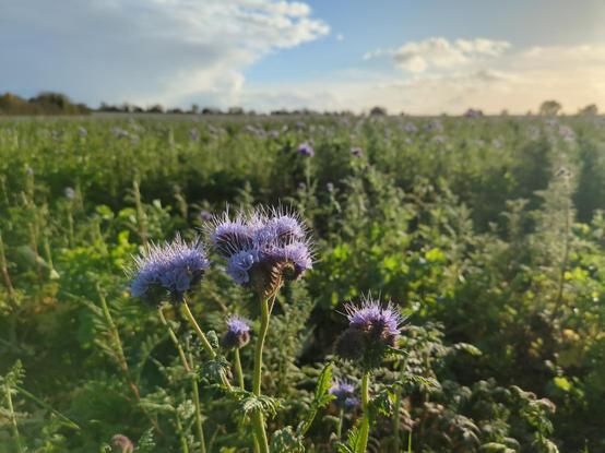 Photo d'un champ, au premier plan trois grappes de fleurs bleu-violet un peu duveteuses, à l'arrière plan, les mêmes, floues, sur de hautes tiges
Le ciel est bleu avec quelques nuages