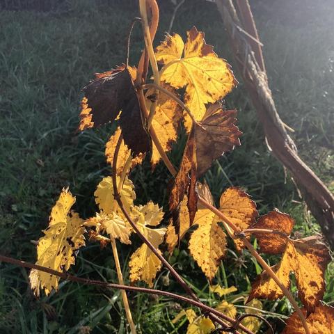 A photo of a few golden-colored hops leaves backlit by the morning sun.