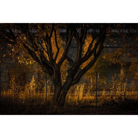 A horizontal photo of a three behind a chainlink fence that is almost reaching half way up the image, up to where the trunk branches out. The three is silhouetted agaimst the orange leaves of threes behind it, in the background. All the way in the back, a very large concrete bunker can be seen,  with a row of narrow wondows running along the top of the construction, from one side to the other. The image is high contrast and almost monochrome - orange hues and black.