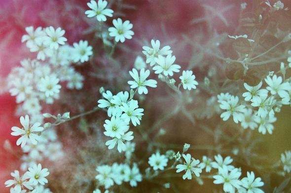 L'image représente de petites fleurs cyan disposées de manière diffuse sur un arrière-plan flou de teintes rouges et oranges. La texture granuleuse ajoute un aspect artistique à la composition.