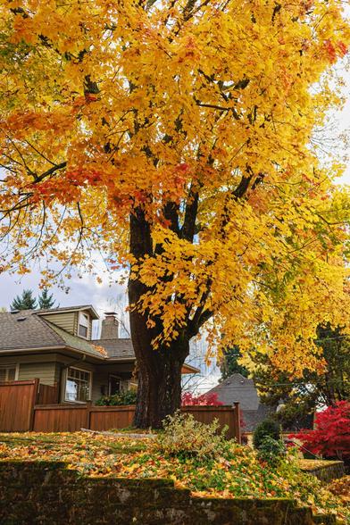 A photo of a very large tree with brilliant golden-yellow fall foliage in a residential front yard, with a craftsman-style house behind a wooden fence and fallen leaves carpeting the ground.