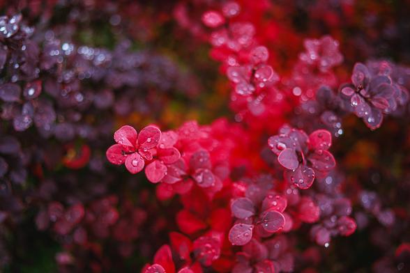 A close-up photo of vibrant red and deep purple autumn barberry leaves adorned with glistening water droplets, with a soft bokeh background.