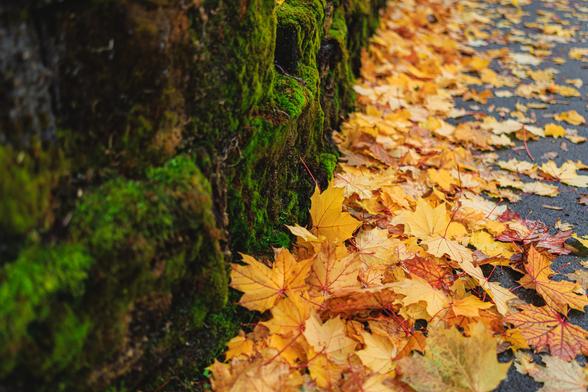 A photo of golden-yellow maple leaves accumulated on a wet sidewalk beside a moss-covered stone wall.