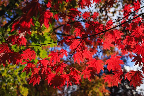 A photo of brilliant red Japanese maple leaves backlit by sunlight against a blue sky, with bright green foliage visible in the blurred background.