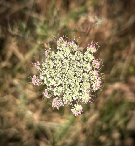 An early Queen Anne’s Lace bloom that still has a pink tinge, particularly around its edge - a circular white flower made up of tiny florets which creates a lace effect.