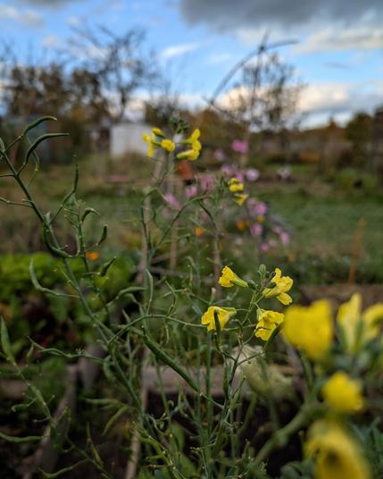 Blühender Brokkoli im Kleingarten
