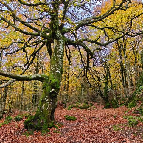 Autour du cirque de Labeil, paré de ses couleurs automnales