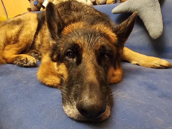 A photo of a German Shepherd Dog lying flat on a blue couch, his face wet, on a background of assorted plushies