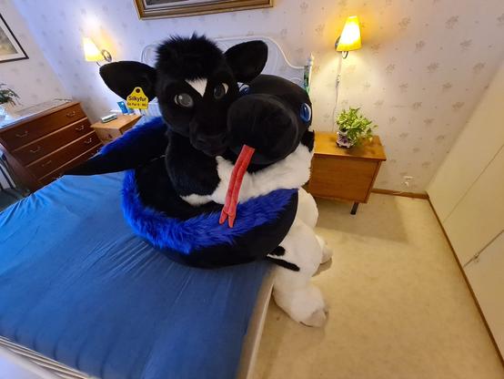 Black and white bovine fursuiter cuddling with a snake plushie who is coiled around the bovine.
