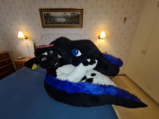 Black and white bovine fursuiter laying back on a bed with a black, white and blue snake plushie coiled around him and on top of him.